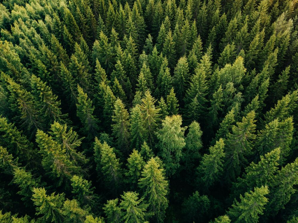 Hauseigener Wald des Sonnenhof